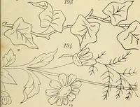 An illustration from Briggs & Co.'s patent transferring papers : patented for the United States of America (1880)