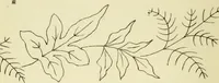 An illustration from Briggs & Co.'s patent transferring papers : patented for the United States of America (1880)