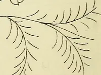 An illustration from Briggs & Co.'s patent transferring papers : patented for the United States of America (1880)