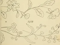 An illustration from Briggs & Co.'s patent transferring papers : patented for the United States of America (1880)