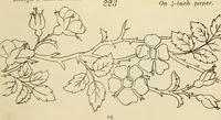 An illustration from Briggs & Co.'s patent transferring papers : patented for the United States of America (1880)