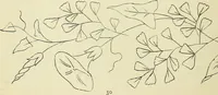 An illustration from Briggs & Co.'s patent transferring papers : patented for the United States of America (1880)