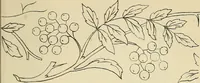 An illustration from Briggs & Co.'s patent transferring papers : patented for the United States of America (1880)
