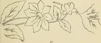 An illustration from Briggs & Co.'s patent transferring papers : patented for the United States of America (1880)