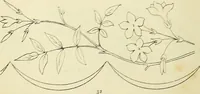 An illustration from Briggs & Co.'s patent transferring papers : patented for the United States of America (1880)