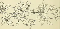 An illustration from Briggs & Co.'s patent transferring papers : patented for the United States of America (1880)