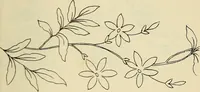 An illustration from Briggs & Co.'s patent transferring papers : patented for the United States of America (1880)