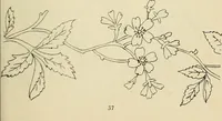 An illustration from Briggs & Co.'s patent transferring papers : patented for the United States of America (1880)