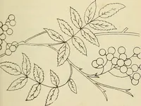 An illustration from Briggs & Co.'s patent transferring papers : patented for the United States of America (1880)