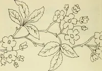 An illustration from Briggs & Co.'s patent transferring papers : patented for the United States of America (1880)