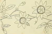 An illustration from Briggs & Co.'s patent transferring papers : patented for the United States of America (1880)
