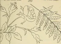 An illustration from Briggs & Co.'s patent transferring papers : patented for the United States of America (1880)