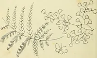 An illustration from Briggs & Co.'s patent transferring papers : patented for the United States of America (1880)