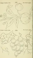 An illustration from Briggs & Co.'s patent transferring papers : patented for the United States of America (1880)