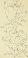 An illustration from Briggs & Co.'s patent transferring papers : patented for the United States of America (1880)