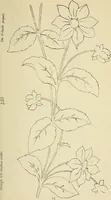 An illustration from Briggs & Co.'s patent transferring papers : patented for the United States of America (1880)