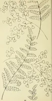 An illustration from Briggs & Co.'s patent transferring papers : patented for the United States of America (1880)