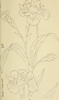 An illustration from Briggs & Co.'s patent transferring papers : patented for the United States of America (1880)