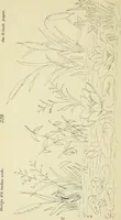 An illustration from Briggs & Co.'s patent transferring papers : patented for the United States of America (1880)
