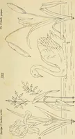 An illustration from Briggs & Co.'s patent transferring papers : patented for the United States of America (1880)