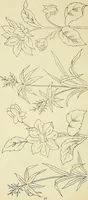 An illustration from Briggs & Co.'s patent transferring papers : patented for the United States of America (1880)