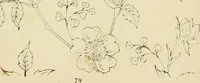 An illustration from Briggs & Co.'s patent transferring papers : patented for the United States of America (1880)