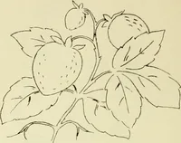 An illustration from Briggs & Co.'s patent transferring papers : patented for the United States of America (1880)