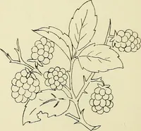 An illustration from Briggs & Co.'s patent transferring papers : patented for the United States of America (1880)