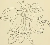An illustration from Briggs & Co.'s patent transferring papers : patented for the United States of America (1880)