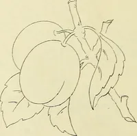 An illustration from Briggs & Co.'s patent transferring papers : patented for the United States of America (1880)