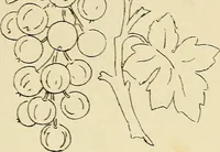 An illustration from Briggs & Co.'s patent transferring papers : patented for the United States of America (1880)