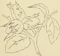 An illustration from Briggs & Co.'s patent transferring papers : patented for the United States of America (1880)
