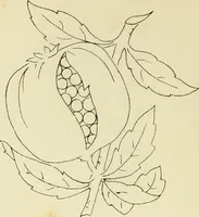 An illustration from Briggs & Co.'s patent transferring papers : patented for the United States of America (1880)