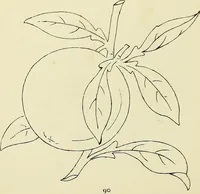 An illustration from Briggs & Co.'s patent transferring papers : patented for the United States of America (1880)