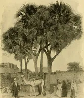 An illustration from The bright side of humanity; glimpses of life in every land (1900)
