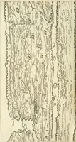 An illustration from Britannia romana: : or, The Roman antiquities of Britain: in three books. I. History of all the Roman transactions in Britain, also description of the Roman walls. II. Collection of the Roman inscriptions and sculptures discovered in Britain. III. The Roman geography of Britain, in which are given the originals of Ptolemy, Antonini Itinerarium, the Notitia, the anonymous Ravennas and Peutinger's table, so far as they relate to this island. To which are added a chronological table, and indexes to the inscriptions and sculptures. Also geographical indexes both of the Latin and English names of the Roman places in Britain, and a general index to the work (1732)