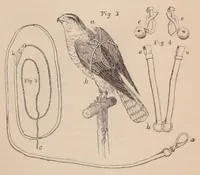 An illustration from British Rural Sports, 1878 (1878)