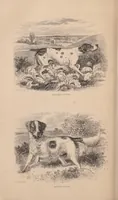 An illustration from British Rural Sports, 1878 (1878)