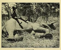 Picture 4 of 7 from A British borderland : service and sport in Equatoria (1913), leaf 243