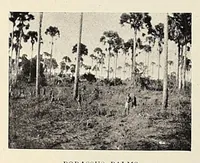 Picture 10 of 17 from British Central Africa : an attempt to give some account of a portion of the territories under British influence, north of the Zambesi (1897), leaf 258