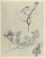 Picture 11 of 17 from British Central Africa : an attempt to give some account of a portion of the territories under British influence, north of the Zambesi (1897), leaf 269