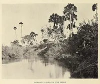 Picture 1 of 17 from British Central Africa : an attempt to give some account of a portion of the territories under British influence, north of the Zambesi (1897), leaf 30