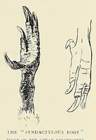Picture 13 of 17 from British Central Africa : an attempt to give some account of a portion of the territories under British influence, north of the Zambesi (1897), leaf 379