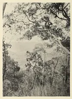 Picture 4 of 17 from British Central Africa : an attempt to give some account of a portion of the territories under British influence, north of the Zambesi (1897), leaf 86