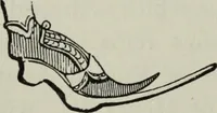 An illustration from British costume during XIX centuries (civil and ecclesiastical) (1910)