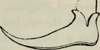 An illustration from British costume during XIX centuries (civil and ecclesiastical) (1910)