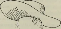 An illustration from British costume during XIX centuries (civil and ecclesiastical) (1910)