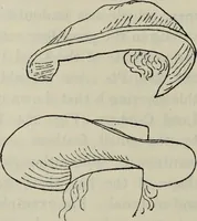 An illustration from British costume during XIX centuries (civil and ecclesiastical) (1910)