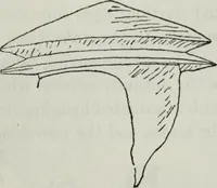 Picture 327 of 501 from British costume during XIX centuries (civil and ecclesiastical) (1910), leaf 354