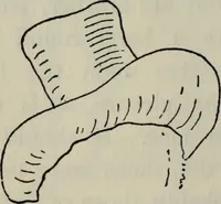 An illustration from British costume during XIX centuries (civil and ecclesiastical) (1910)